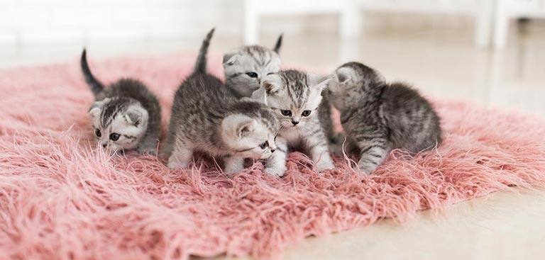 chatons sur un tapis